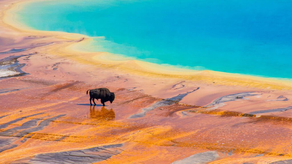 A lone bison stands at the edge of Grand Prismatic Hot Spring in Yellowstone National Park.