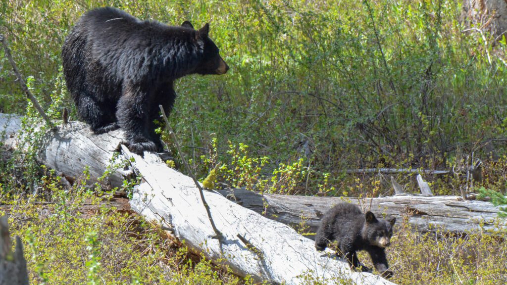 A black bear and cub walk across a log in Yellowstone National Park.