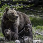 A female grizzly and two cubs sit in the grass and wildflowers in Yellowstone National Park.