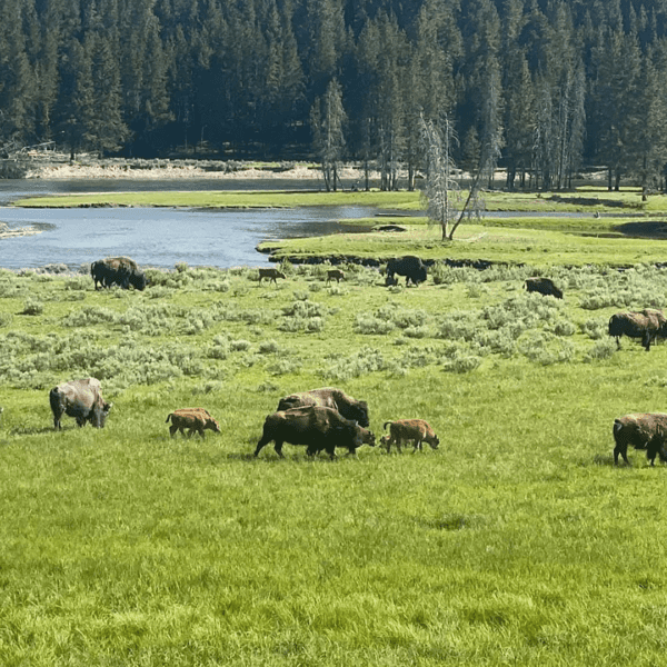 A herd of bison gather on the banks of the Lamar River, Yellowstone National Park.