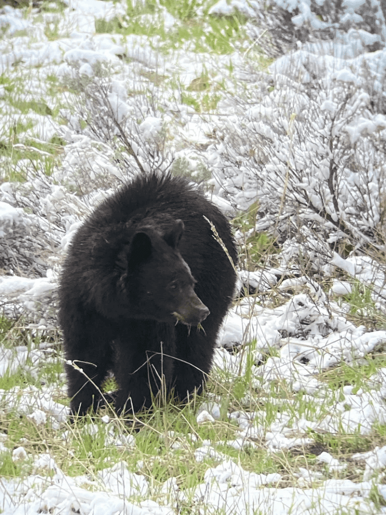 A black bear emerges early from the den in Yellowstone. He is surrounded by snow and has a mouth full of young grass. Taken on a private tour with Teton Excursions in Yellowstone National Park.