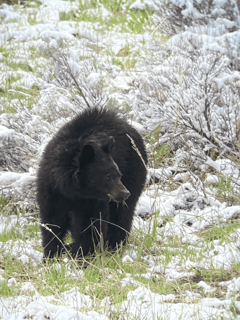 What is the Best Time of Year to See Bears in Yellowstone?