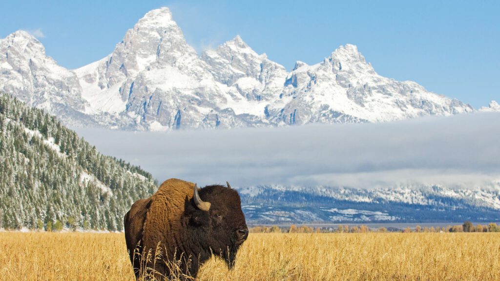 A large, lone bison stands in front of the snowy Teton mountains in Wyoming.