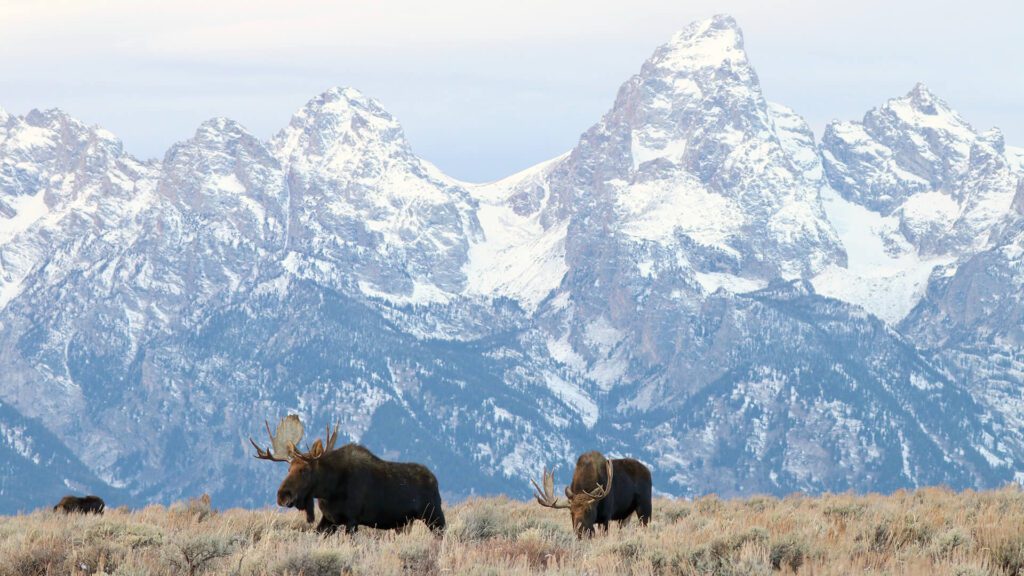 Multiple bull moose stand in the sage in front of the snowcapped Teton mountains.