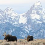 Multiple bull moose stand in the sage in front of the snowcapped Teton mountains.
