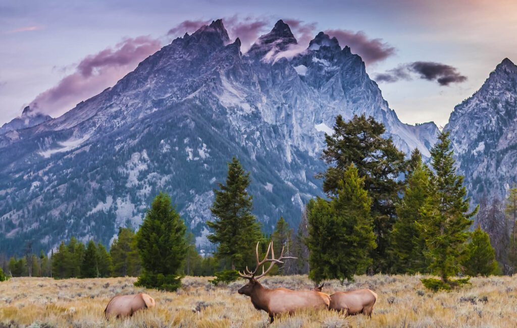 A bull elk stands in front of the Teton Mountains in Wyoming.