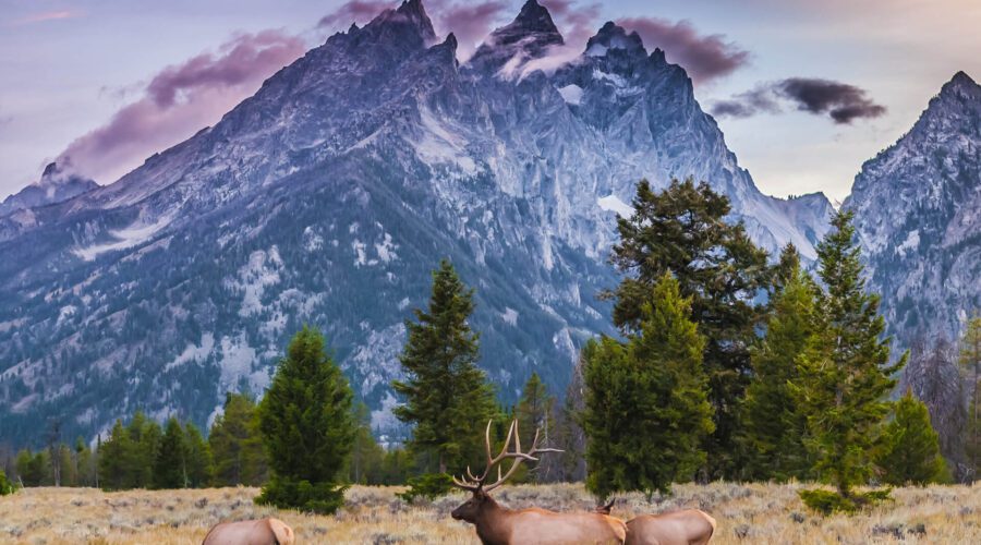 A bull elk stands in front of the Teton Mountains in Wyoming.