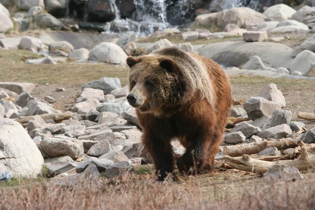 grizzly bear