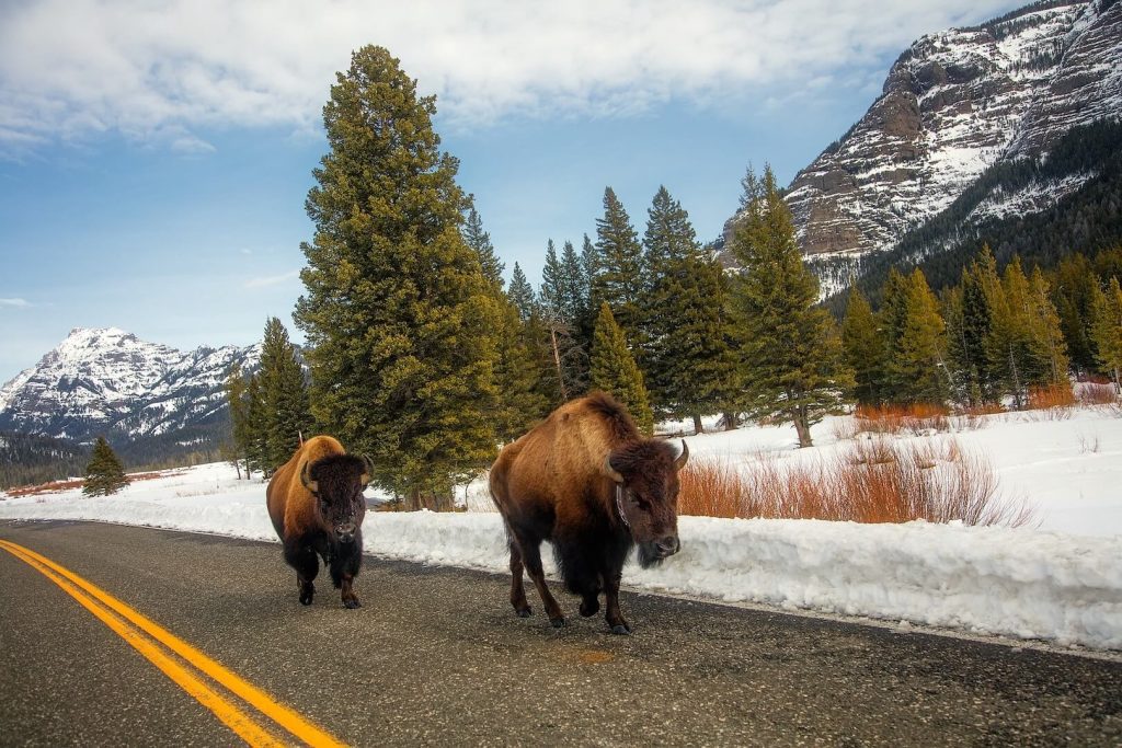 Yellowstone